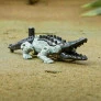 Figura- 2 em 1 - Transformers – Skullcruncher - Hasbro