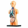 Kit Médico Infantil - Toyng Labs - Busto Humano - Toyng