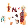 Kit Médico Infantil - Toyng Labs - Busto Humano - Toyng